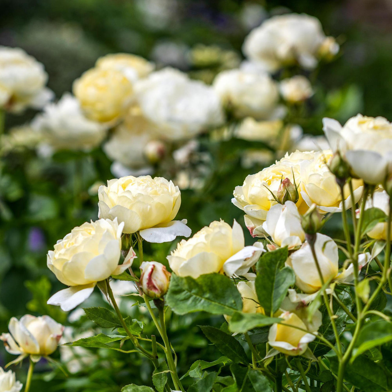 Vanessa Bell Rose (David Austin)