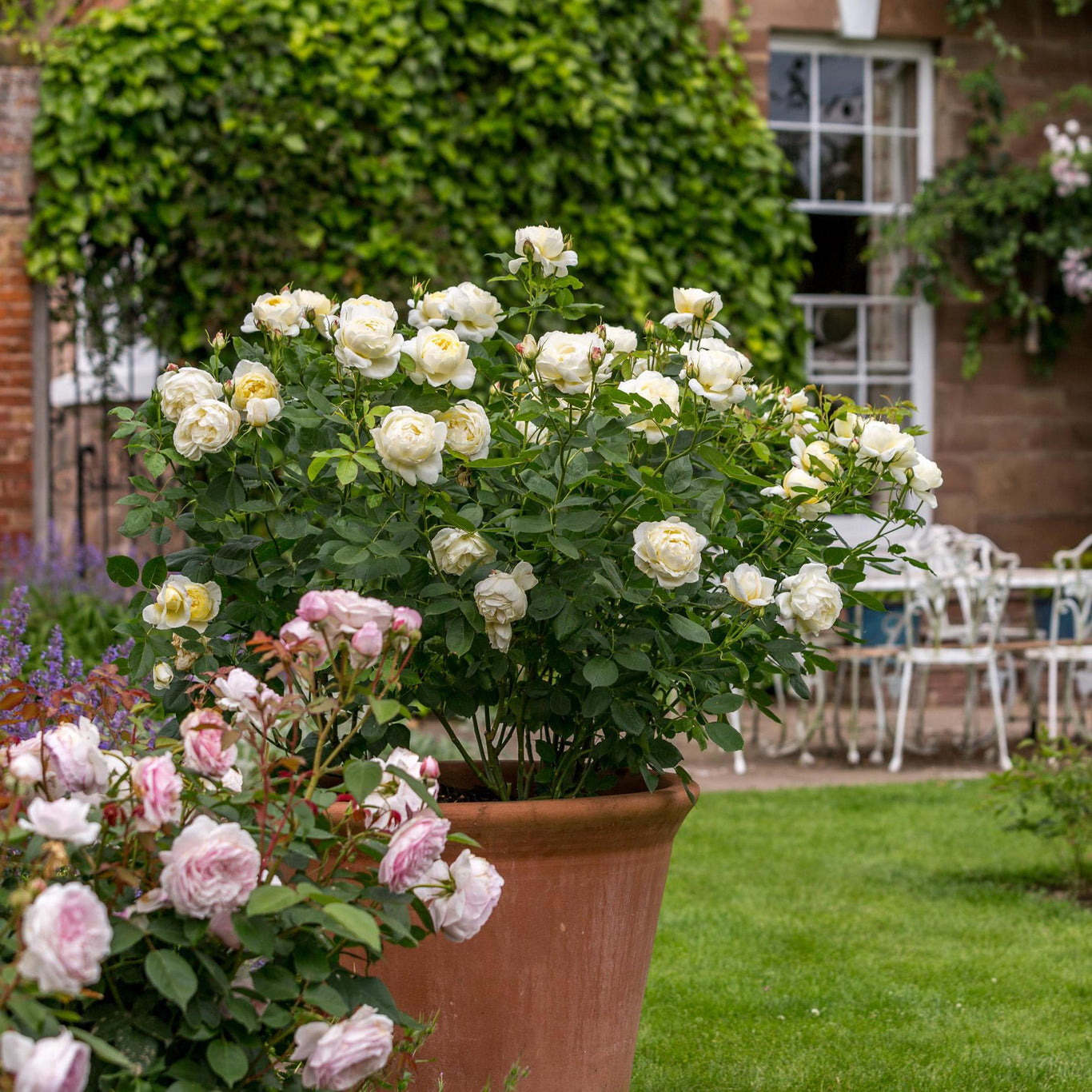 Vanessa Bell Rose (David Austin)