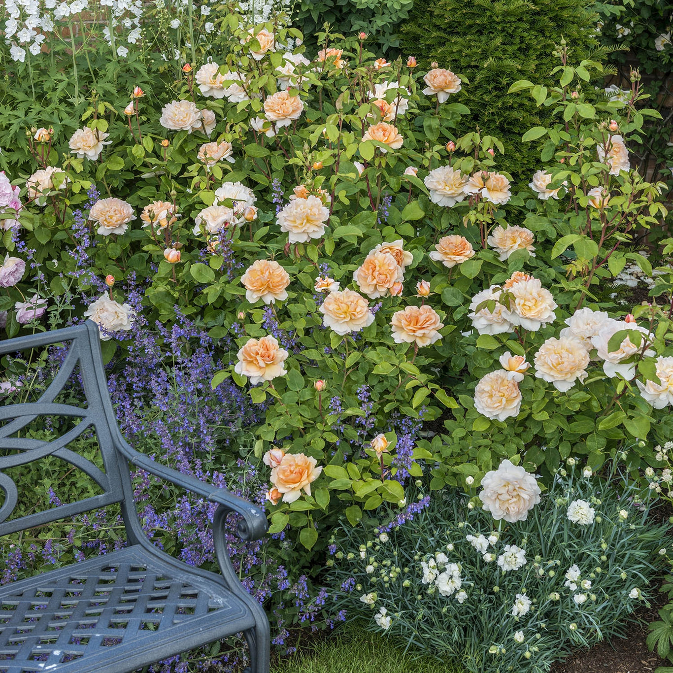 The Lady Gardener Rose (David Austin)