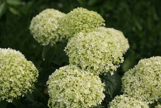 Invincibelle Limetta Hydrangea