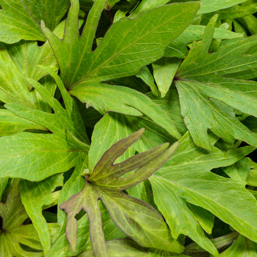 Sweet Caroline Medusa Green Sweet Potato Vine (Proven Winners)