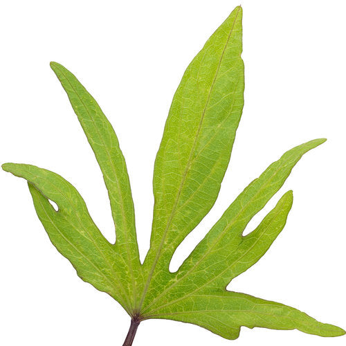 Sweet Caroline Medusa Green Sweet Potato Vine (Proven Winners)