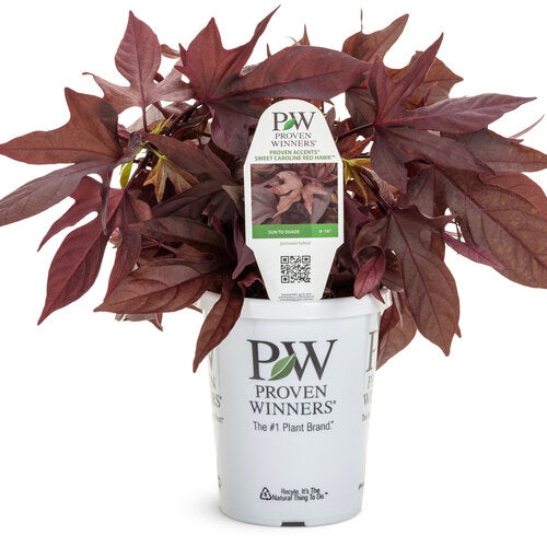 Sweet Caroline Red Hawk Sweet Potato Vine (Proven Winners)