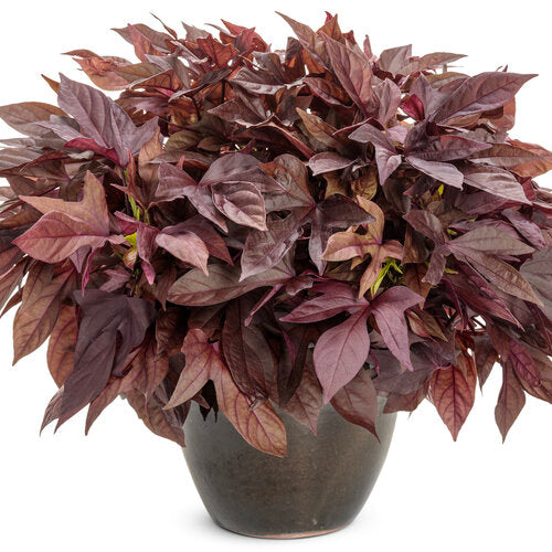 Sweet Caroline Red Hawk Sweet Potato Vine (Proven Winners)