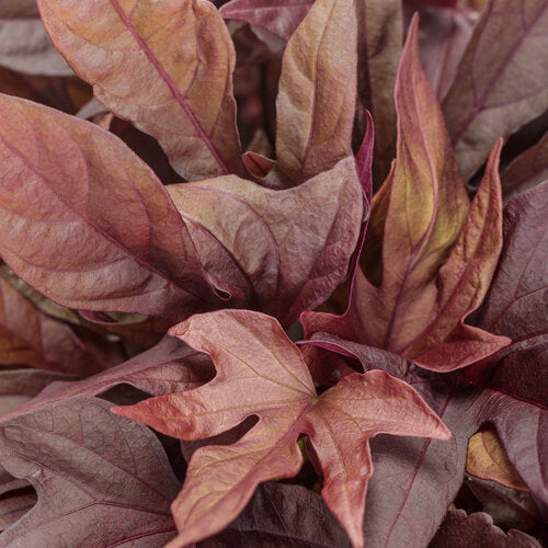 Sweet Caroline Red Hawk Sweet Potato Vine (Proven Winners)