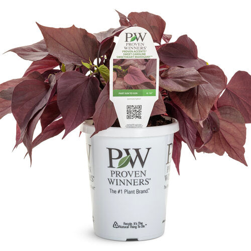 Sweet Caroline Sweetheart Mahogany Sweet Potato Vine (Proven Winners)