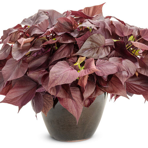 Sweet Caroline Sweetheart Mahogany Sweet Potato Vine (Proven Winners)