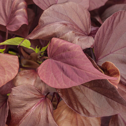 Sweet Caroline Sweetheart Mahogany Sweet Potato Vine (Proven Winners)