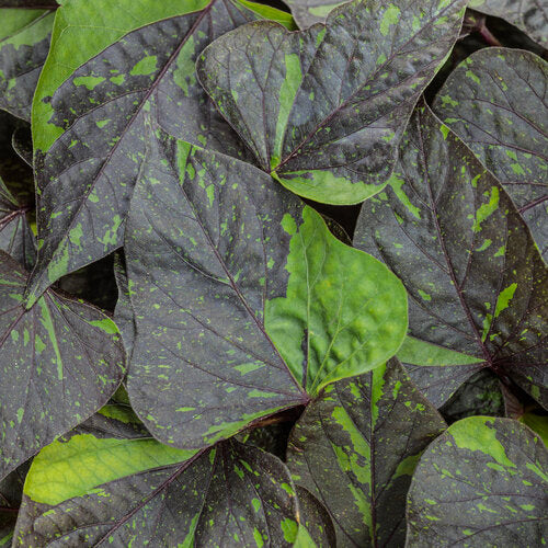 NEW! Sweet Caroline Sweetheart Shadowstorm Sweet Potato Vine (Proven Winners)