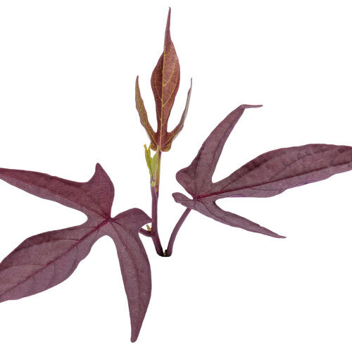 Sweet Caroline Upside Black Coffee Sweet Potato Vine (Proven Winners)