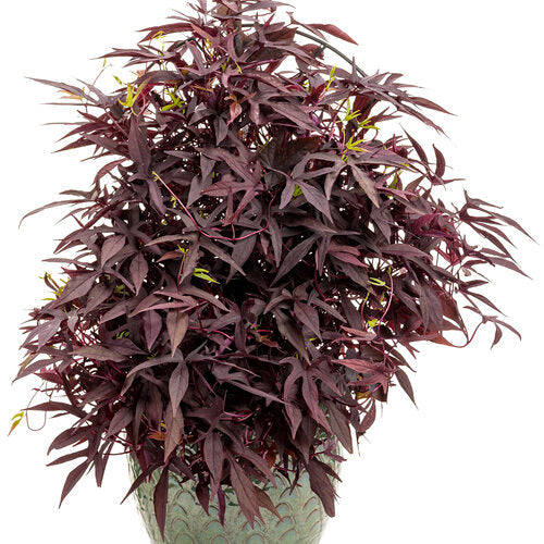 Sweet Caroline Upside Black Coffee Sweet Potato Vine (Proven Winners)