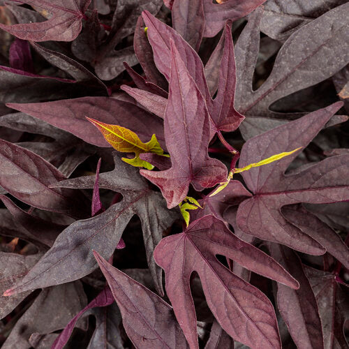 Sweet Caroline Upside Black Coffee Sweet Potato Vine (Proven Winners)
