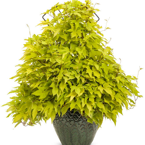 Sweet Caroline Upside Key Lime Sweet Potato Vine (Proven Winners)