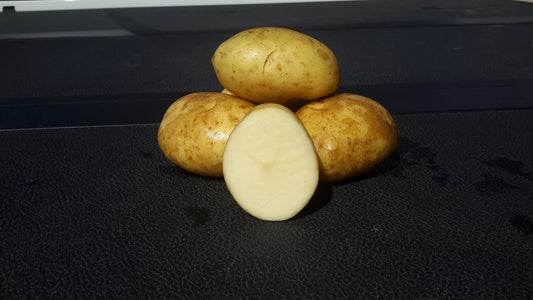 Kennebec Potato Seed