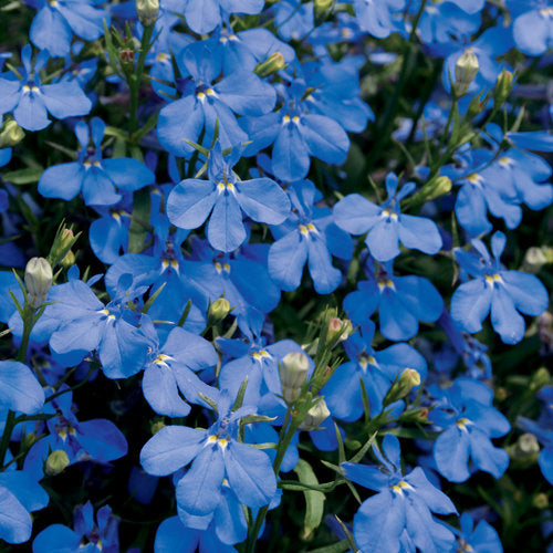 Laguna Dark Blue Lobelia (PW)