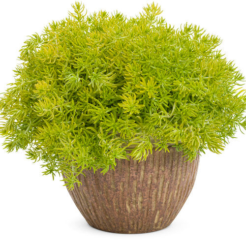 Lemon Coral Sedum (Proven Winners)