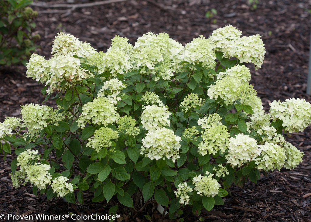 Little Lime Hydrangea (Proven Winners)