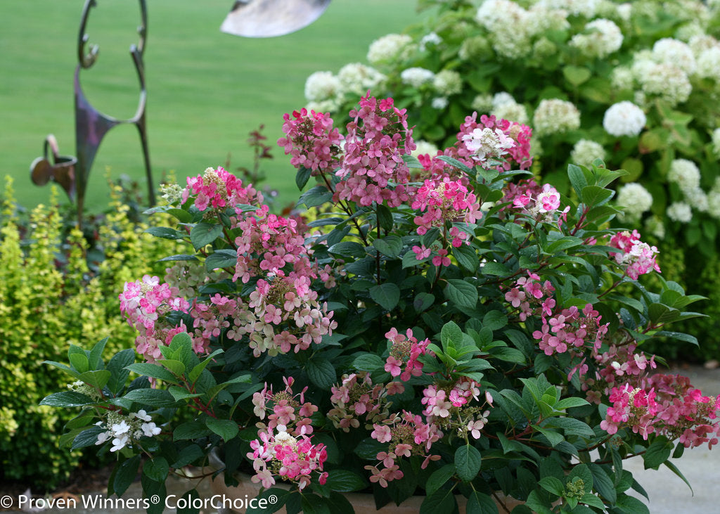 Little Quick Fire Hydrangea (Proven Winners)