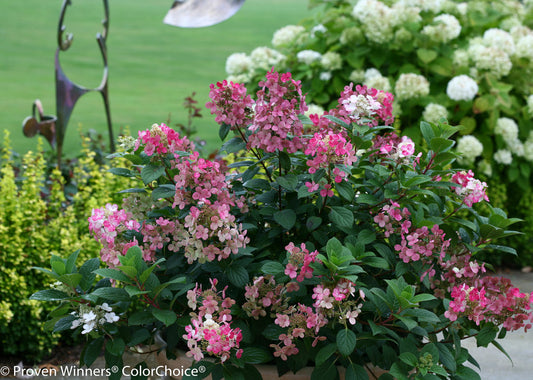Little Quick Fire Hydrangea (Proven Winners)