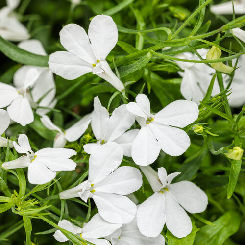 Laguna Cloud White Lobelia