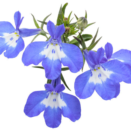 Laguna Compact Blue with Eye Lobelia (PW)