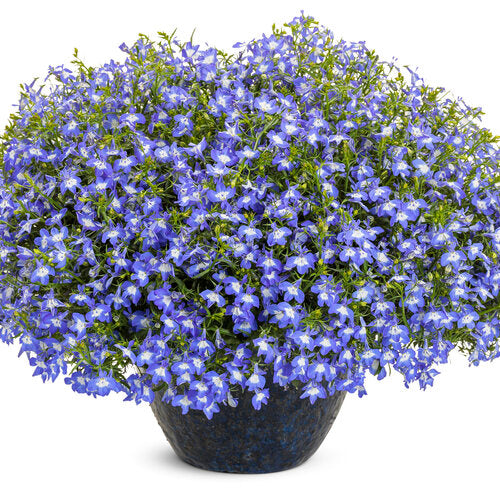 Laguna Compact Blue with Eye Lobelia (PW)