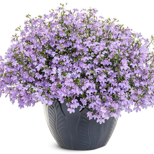 NEW! Laguna Royale Lilac Lobelia (Proven Winners)