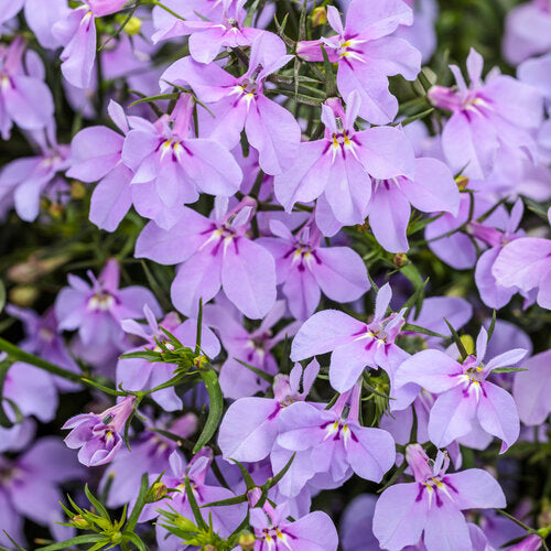 NEW! Laguna Royale Lilac Lobelia (Proven Winners)