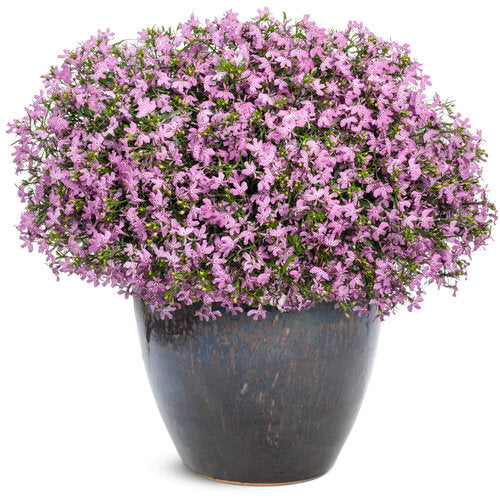 NEW! Laguna Royale Pink Lobelia (Proven Winners)