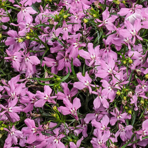 NEW! Laguna Royale Pink Lobelia (Proven Winners)
