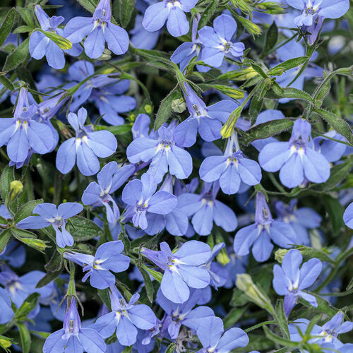 Laguna Sky Blue Lobelia (PW)