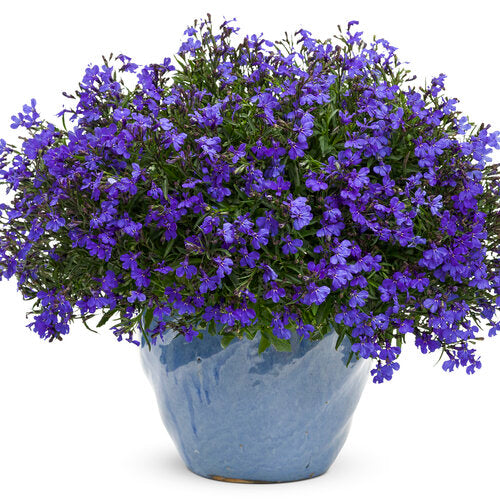 Laguna Dark Blue Lobelia (PW)