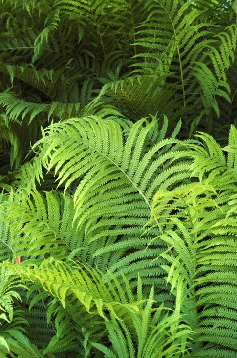 Matteuccia (Ostrich Fern)