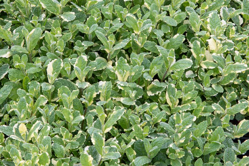 Pineapple Variegated Mint