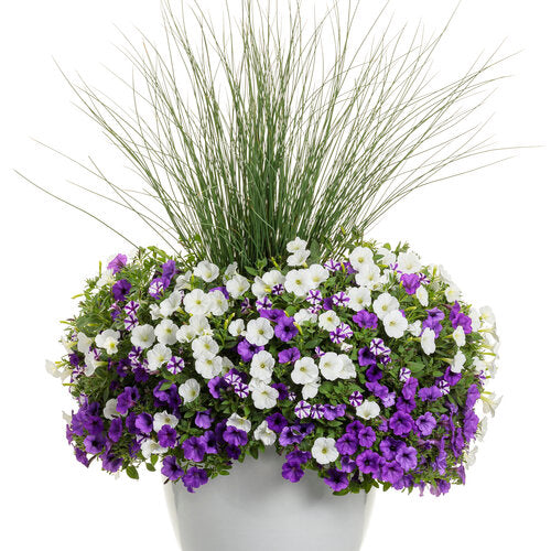 Supertunia Petunia Mini Vista Violet Star (Proven Winners)
