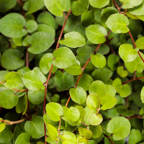 Big Leaf Creeping Wire Vine (Proven Winners)