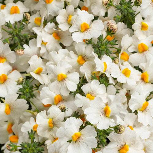 Sunsatia Nemesia Coconut (Proven Winners)