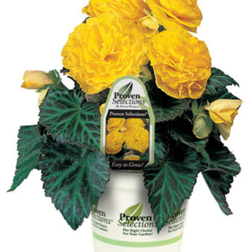 Nonstop Yellow Begonia