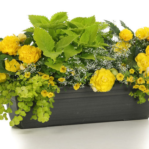 Nonstop Yellow Begonia