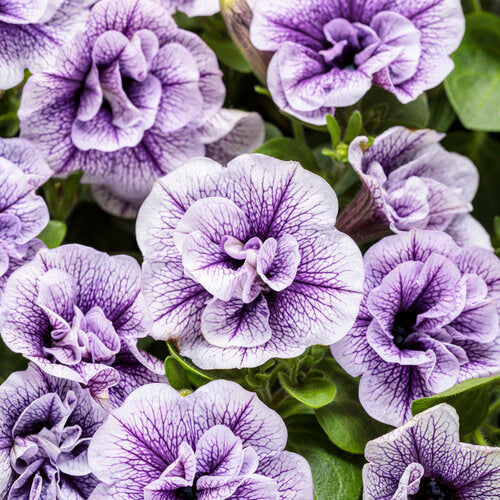 Supertunia Petunia Priscilla (Proven Winners)