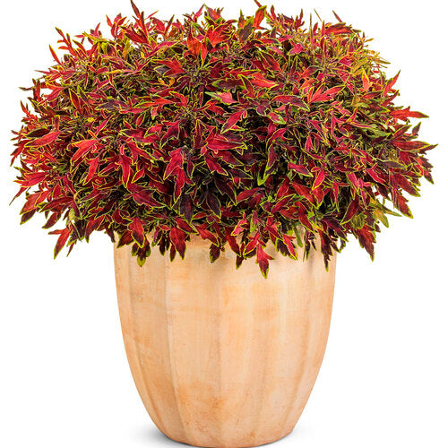 ColorBlaze Mini Me Watermelon Coleus (Proven Winners)