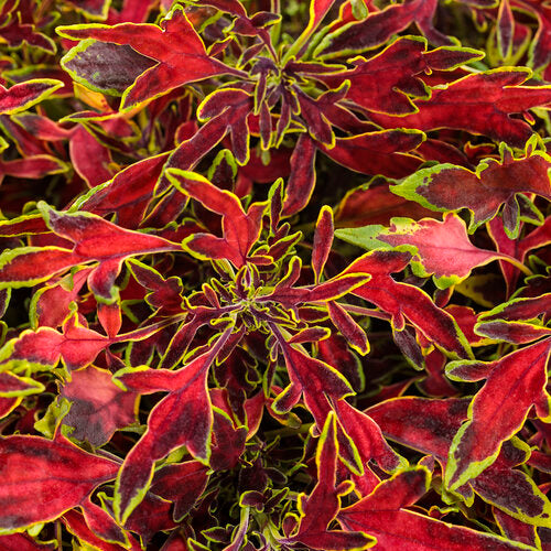 ColorBlaze Mini Me Watermelon Coleus (Proven Winners)