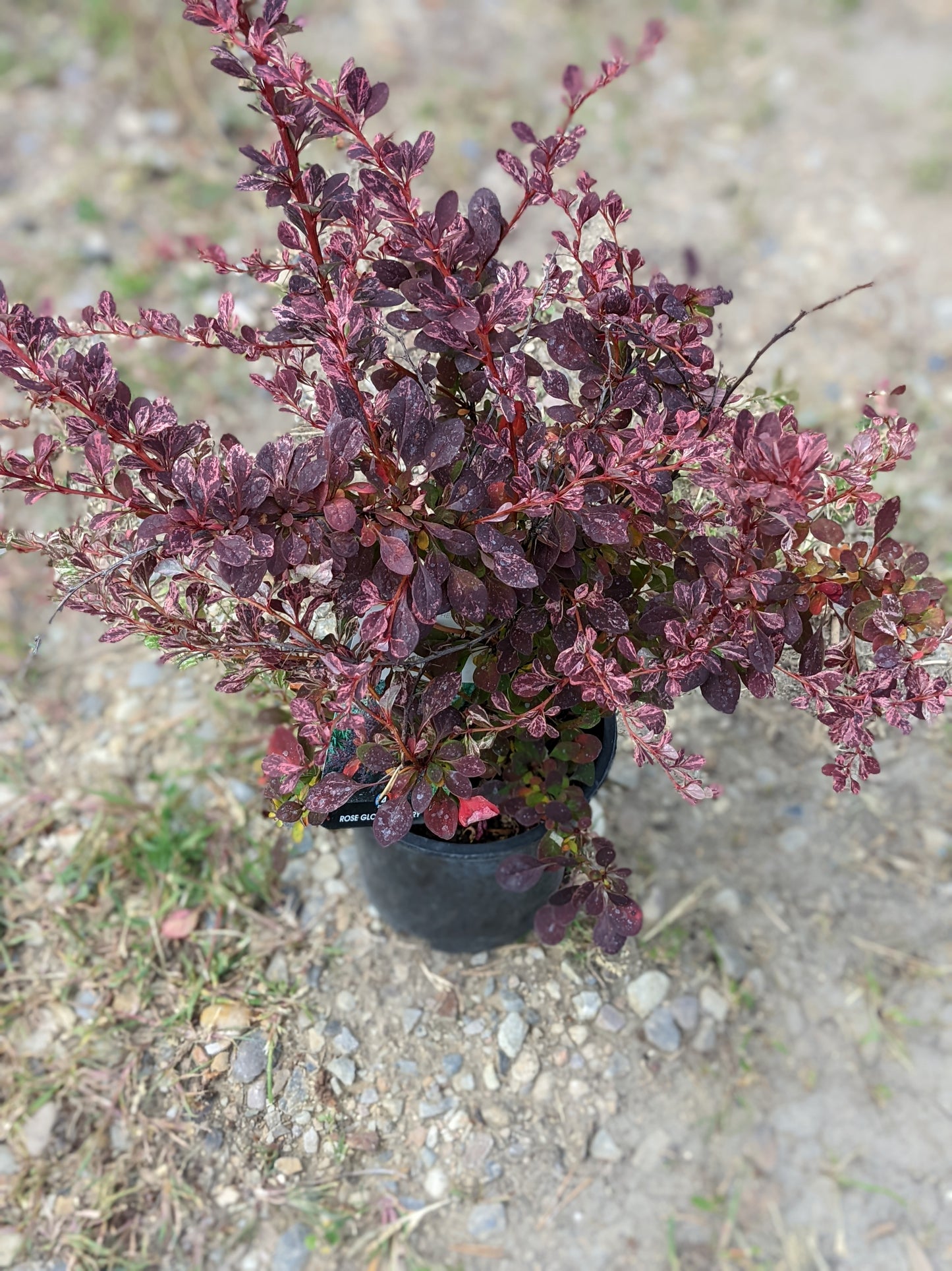 Rose Glow Barberry