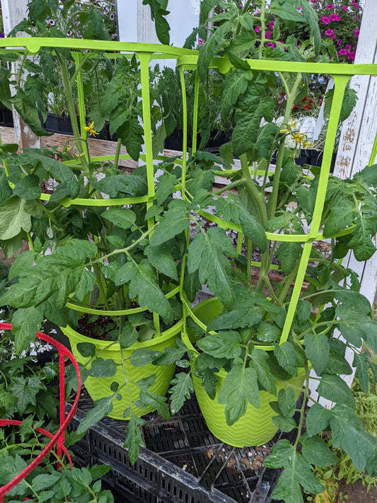 10" Tomato with Cage