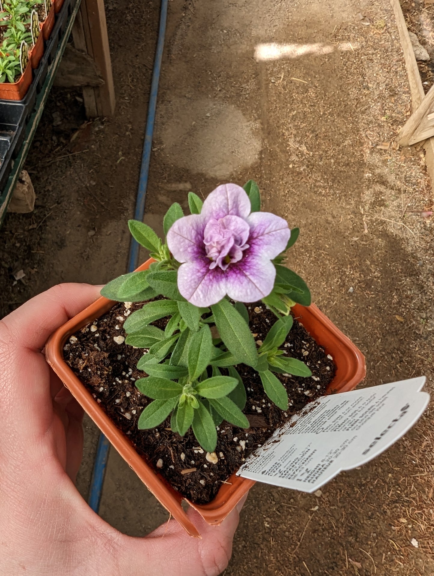 MiniFamous Neo Double Calibrachoa Plumtastic