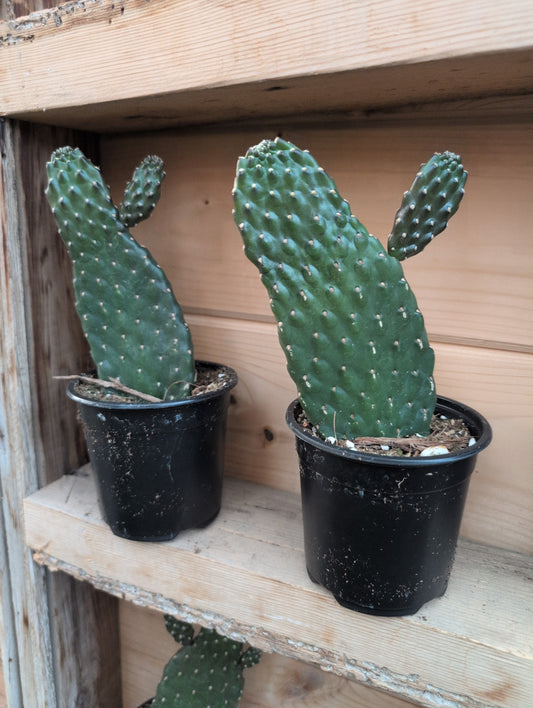 4" Roadkill Cactus