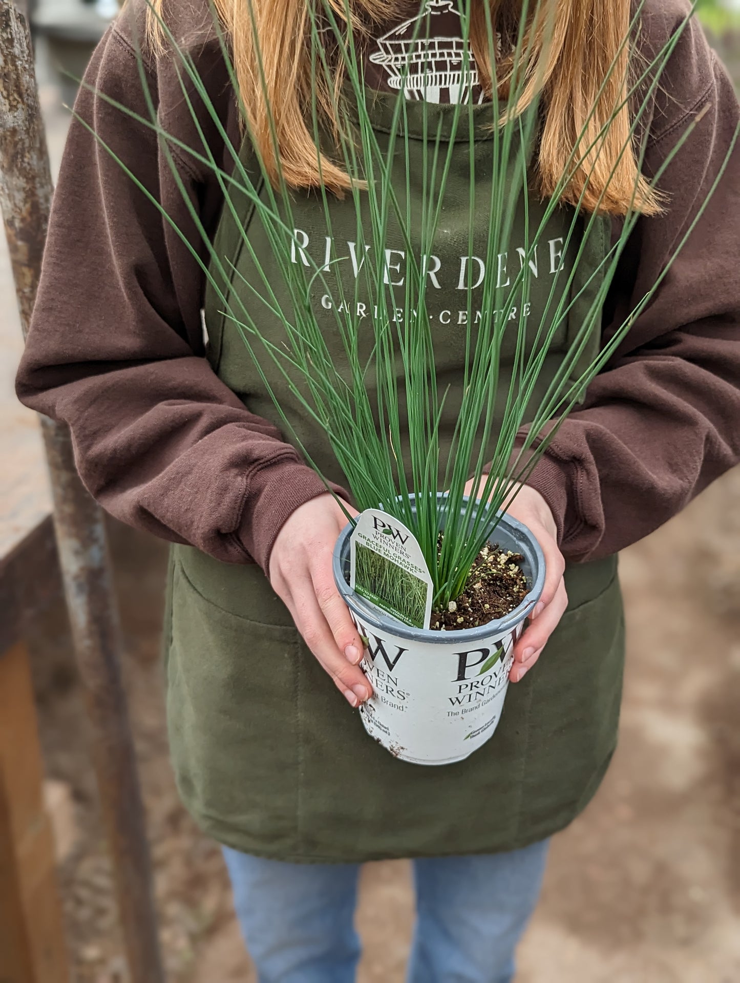 Blue Mohawk Soft Rush (Proven Winners)