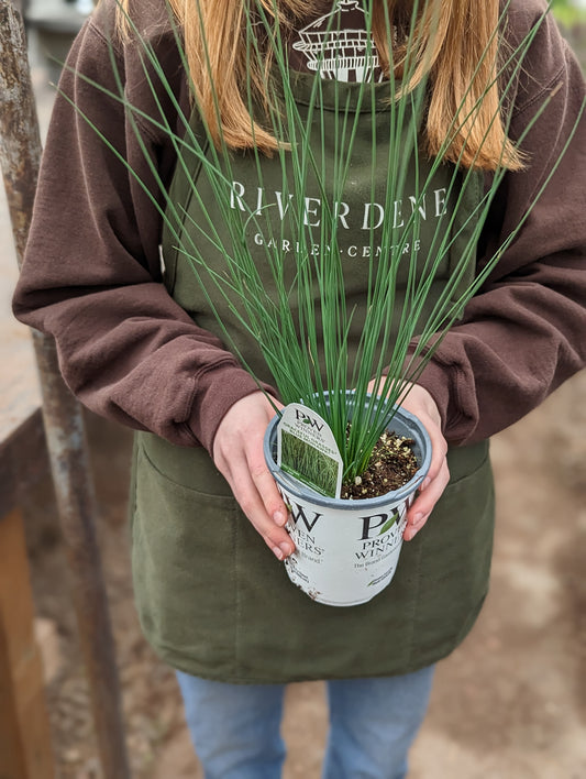 Blue Mohawk Soft Rush (Proven Winners)