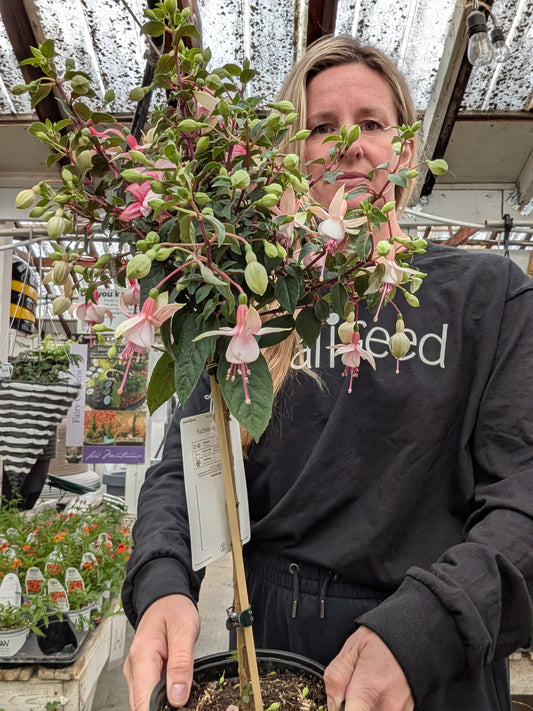 Elma Fuchsia Standard