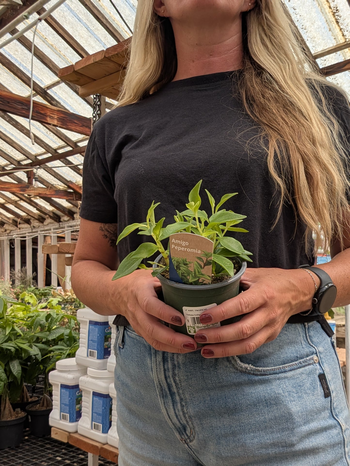 Amigo Peperomia (4")